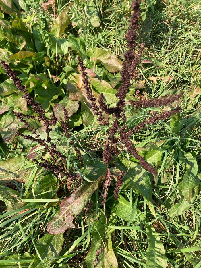 Broad-leaved Dock