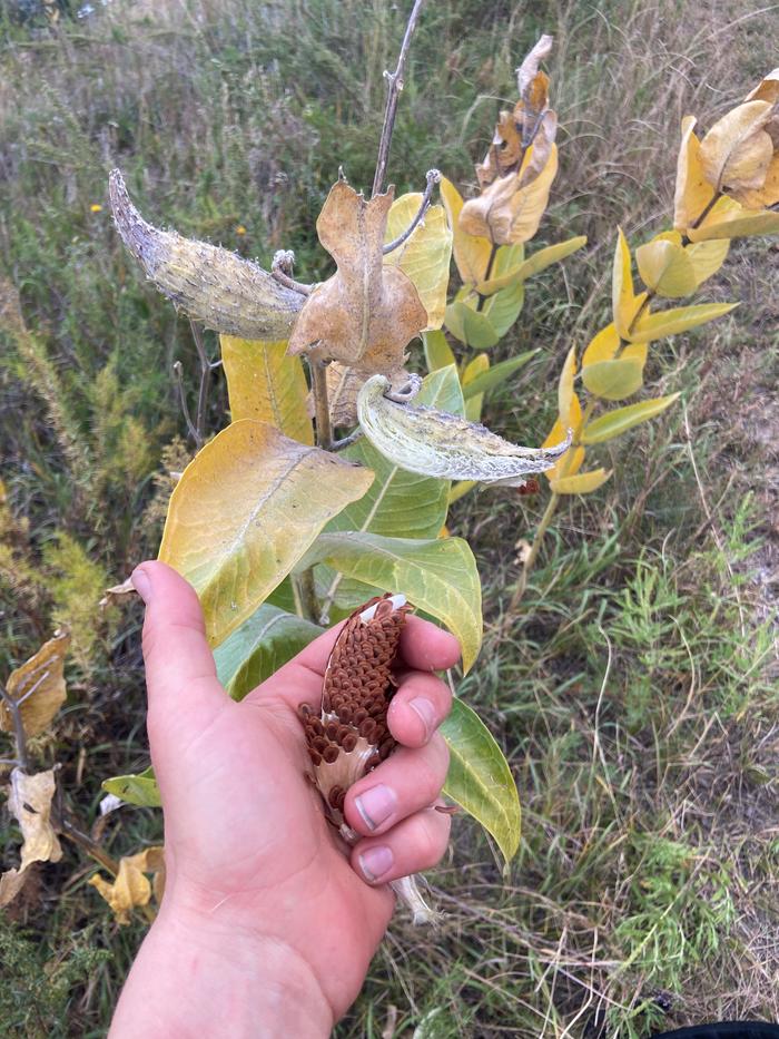 [Thumbnail for milkweed-seeds-at-palmer-park.JPG]