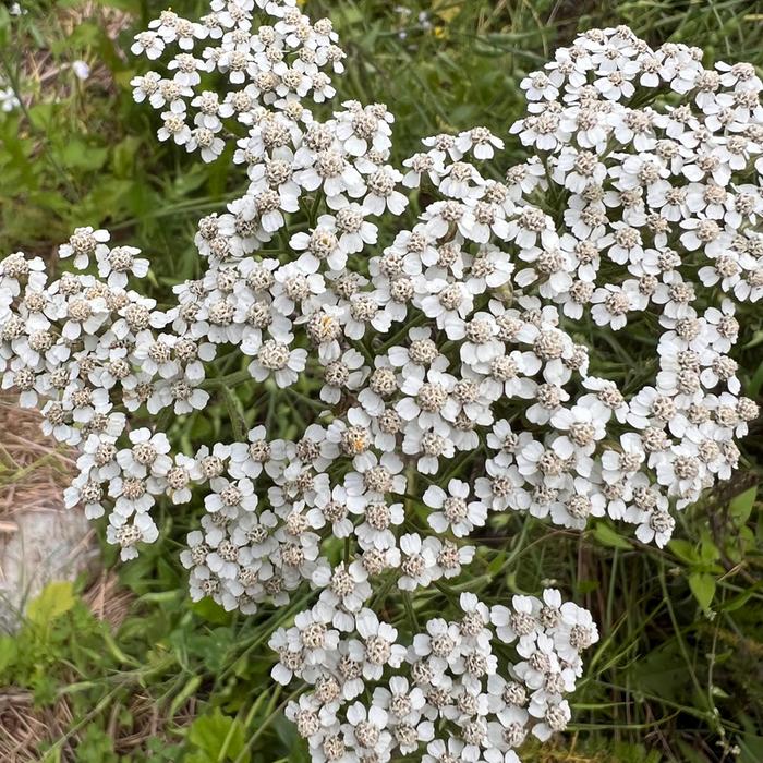 Yarrow