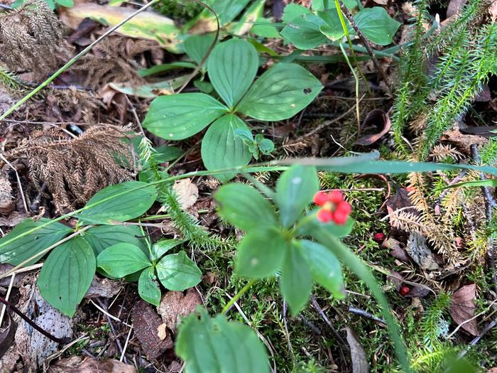 Bunchberry Dogwood