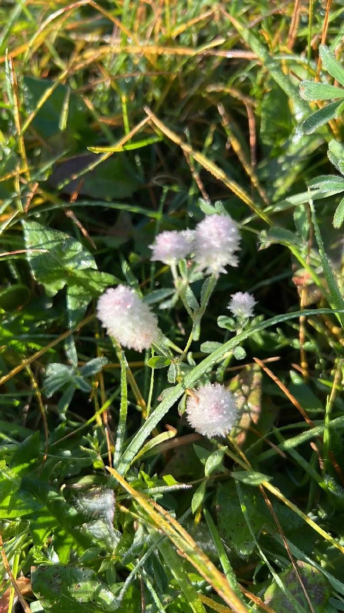 Hare's Foot Clover