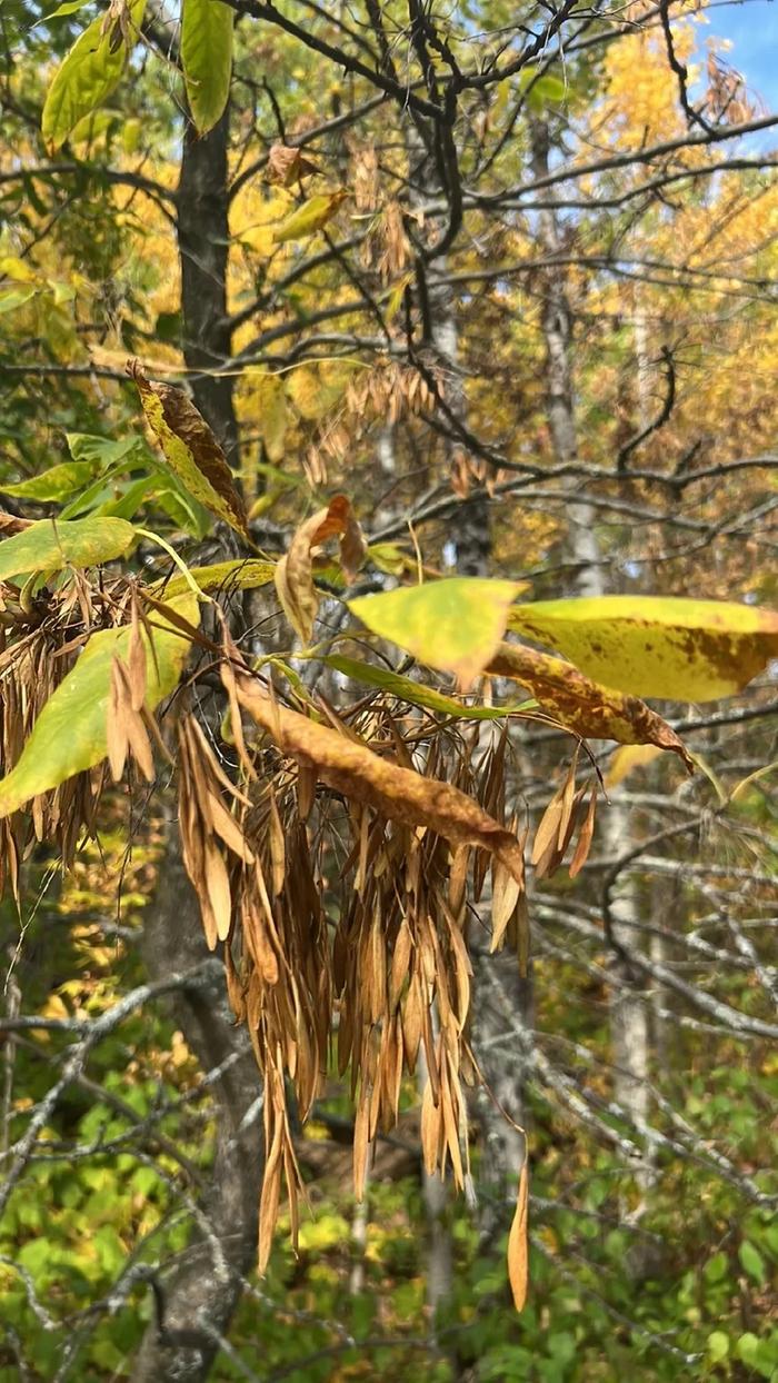Green Ash