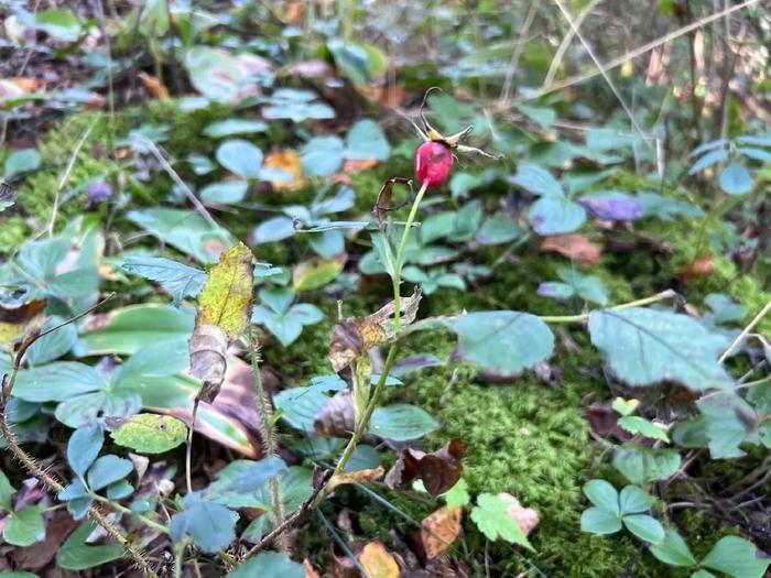 Prickly Rose