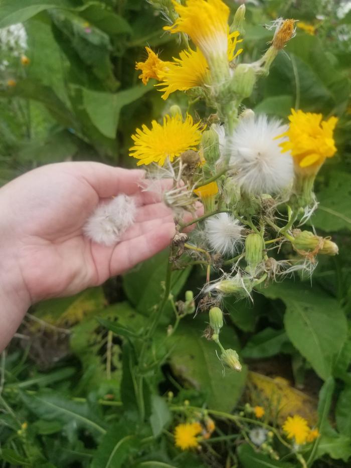 1 Lactuca serriola