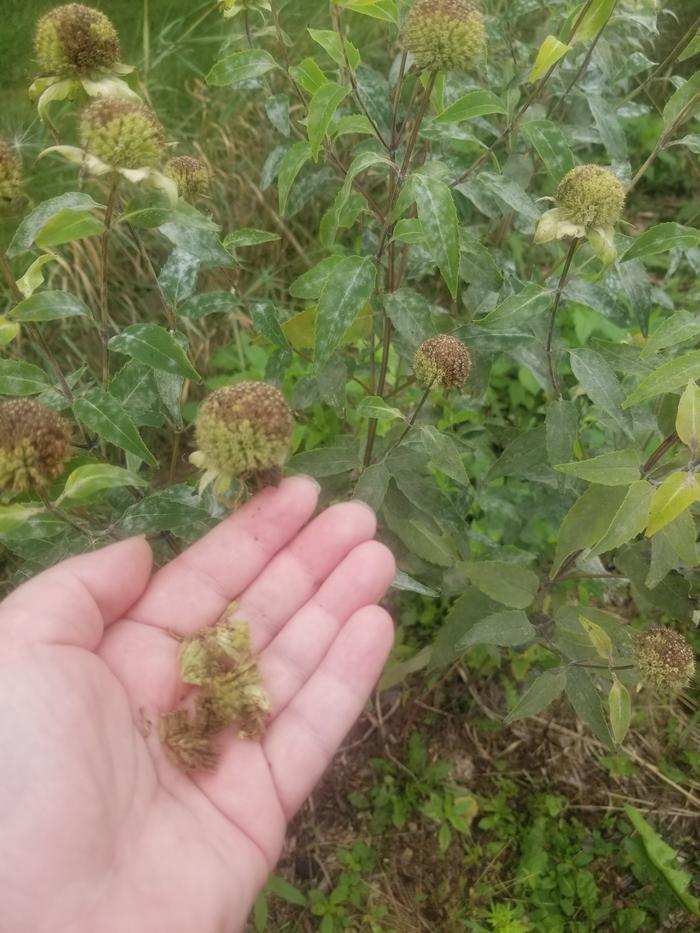 2 Monarda fistulosa