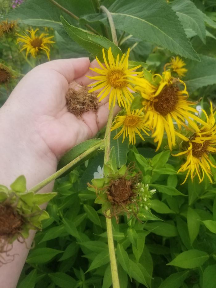 3 Inula helenium