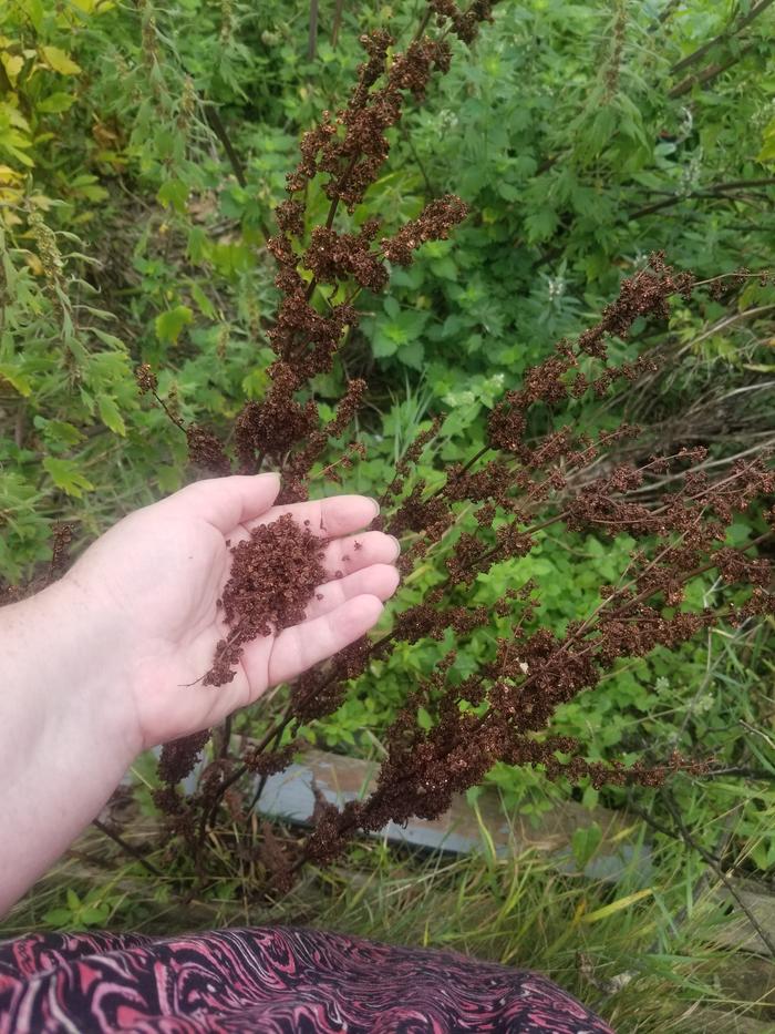 4 Rumex crispus