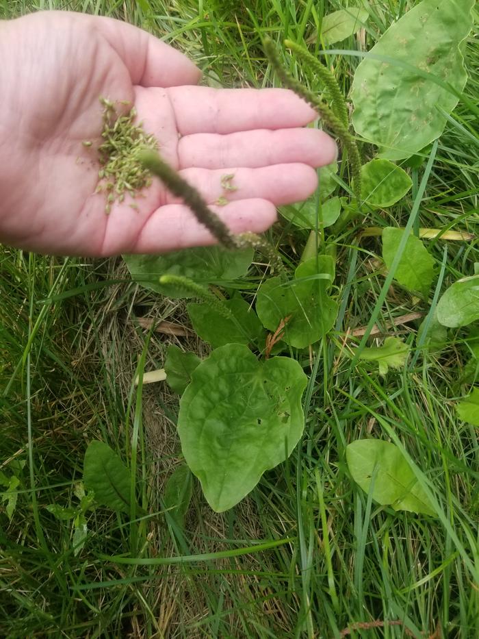 5 Plantago major