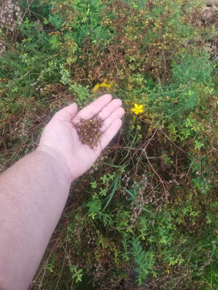 6 Hypericum perforatum
