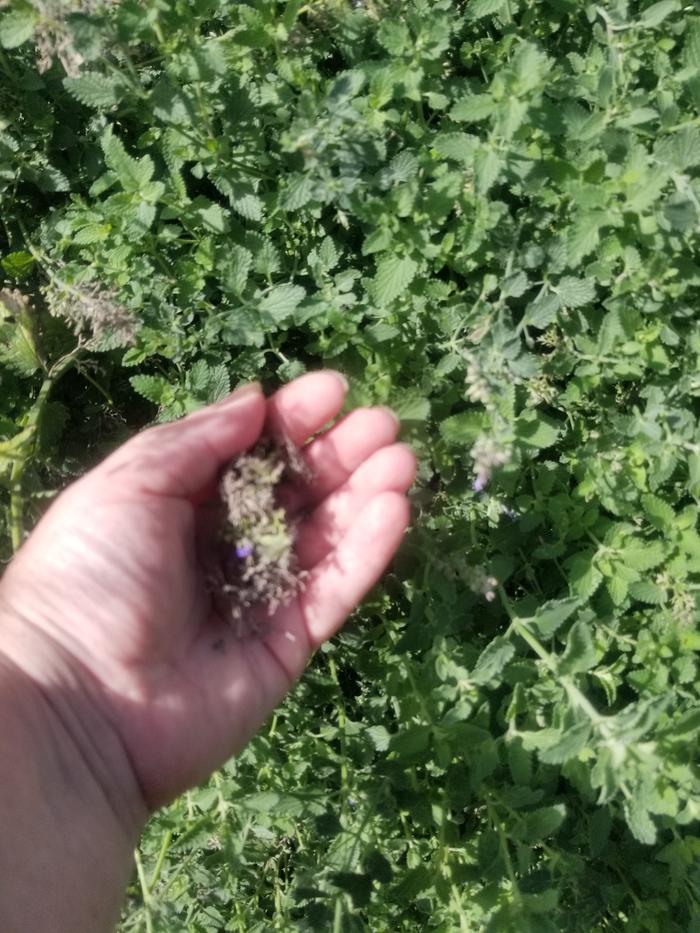 Nepeta racemosa