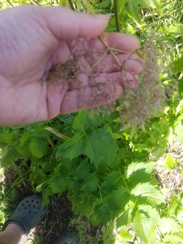 Valariana officinalis 