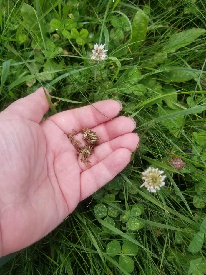 Trifolium repens 