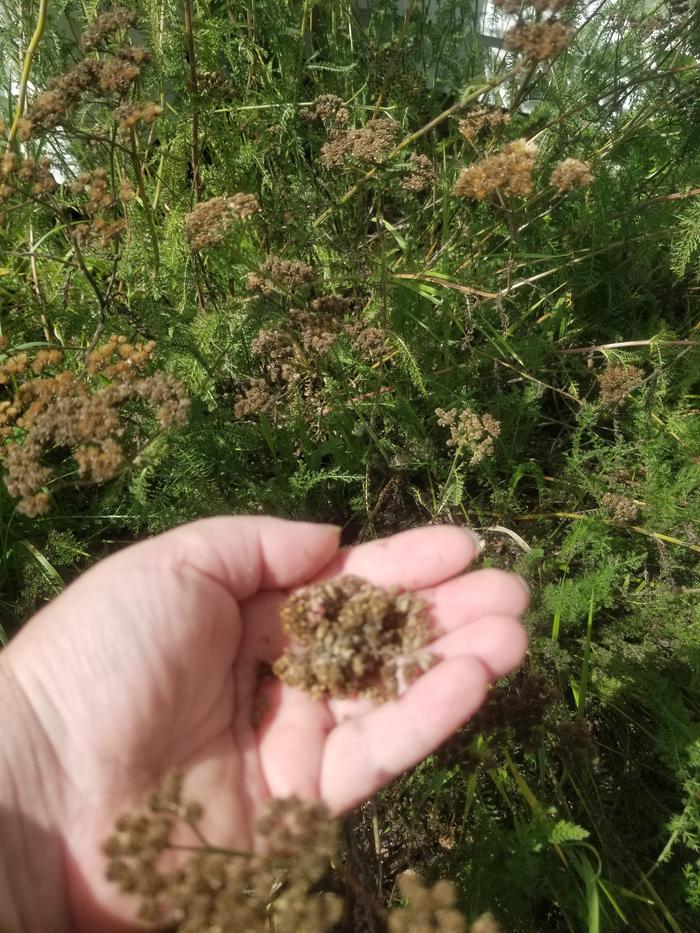 Achillea millefolium 