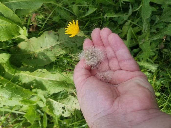 Taraxacum officinale 