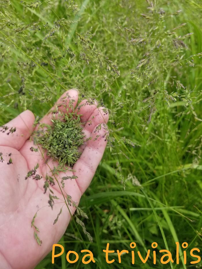 Poa trivialis