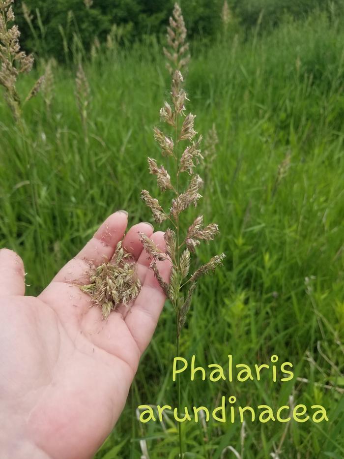 Phalaris arundinacea 