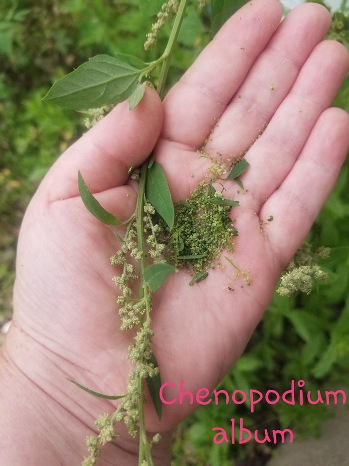 Chenopodium album 