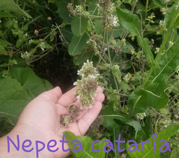 Nepeta cataria
