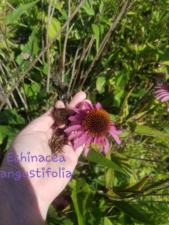 Echinacea angustifolia 