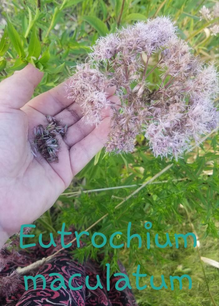 Eutrochium maculatum 