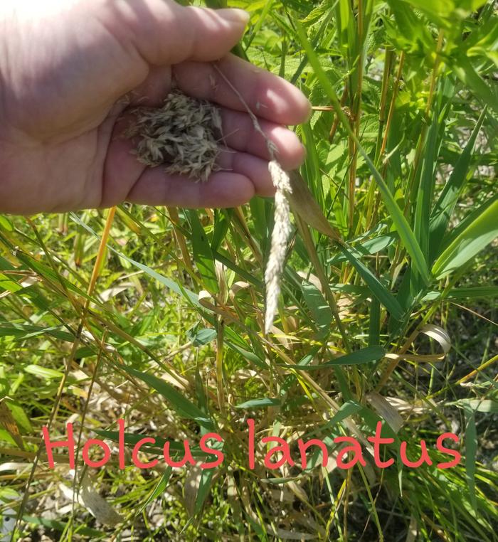 Holcus lanatus