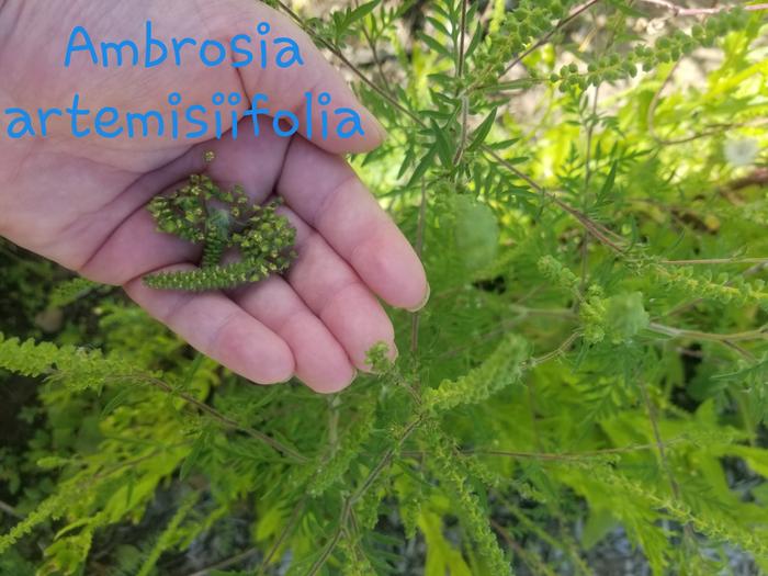Ambrosia artemisiifolia 