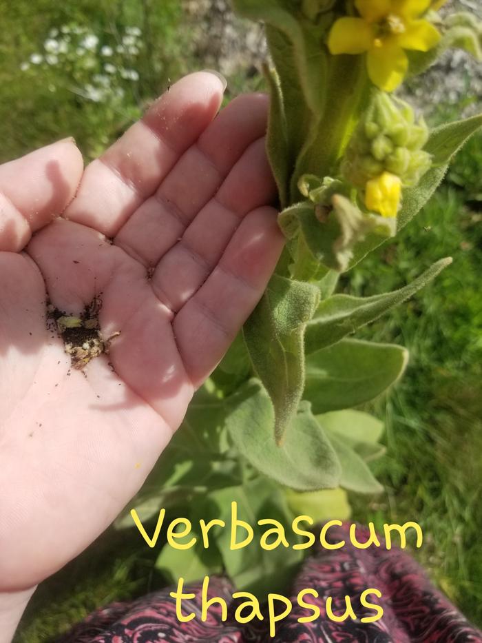 Verbascum thapsus 