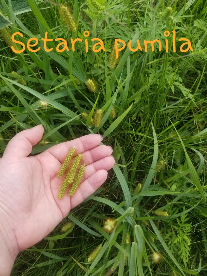 Setaria pumila 