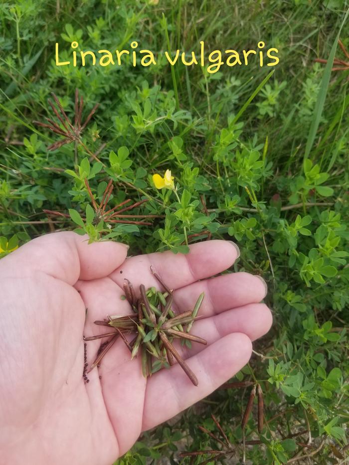 Linaria vulgaris