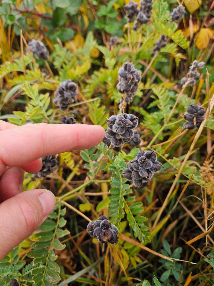 Hairy vetch
