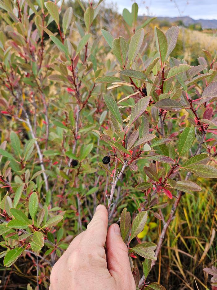 Sand cherry