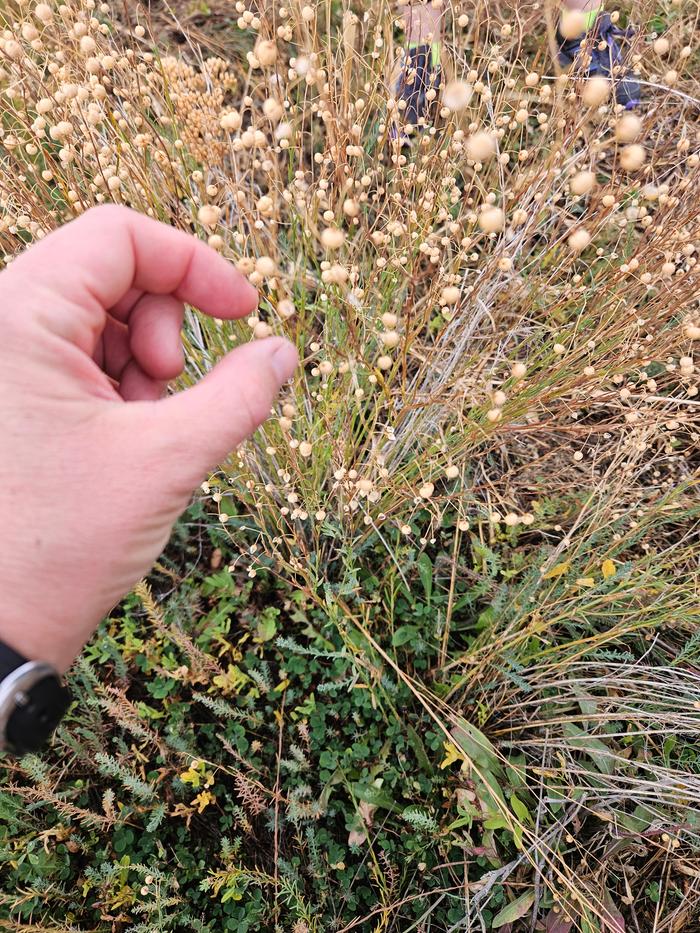Wild flax