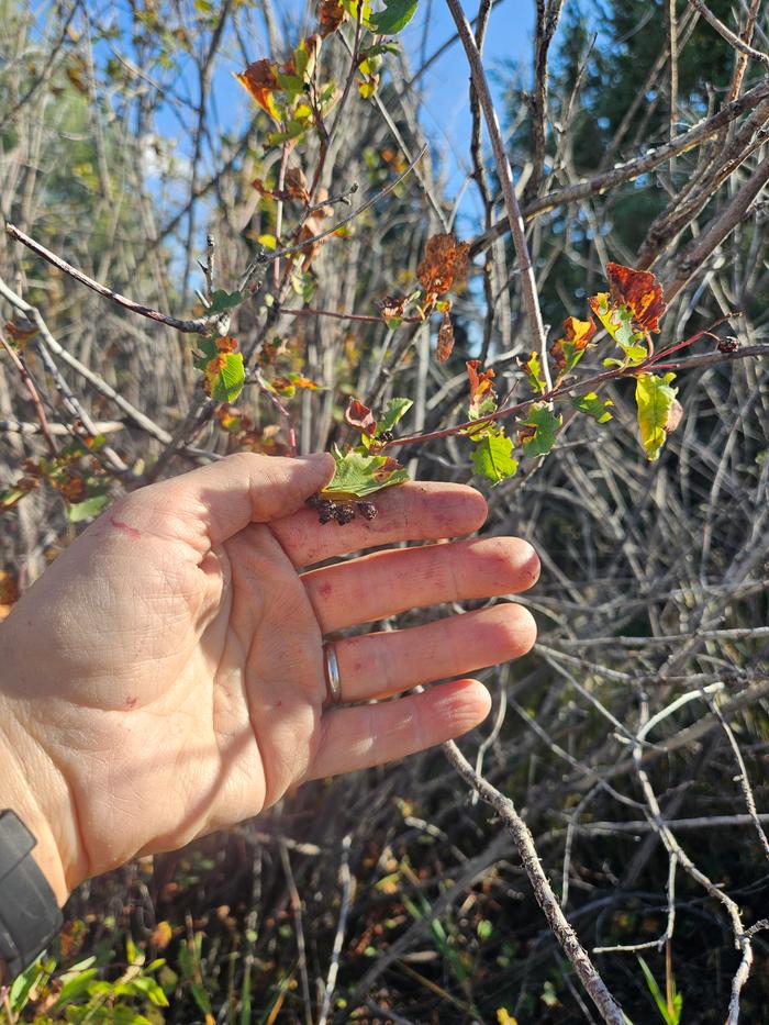Serviceberry 