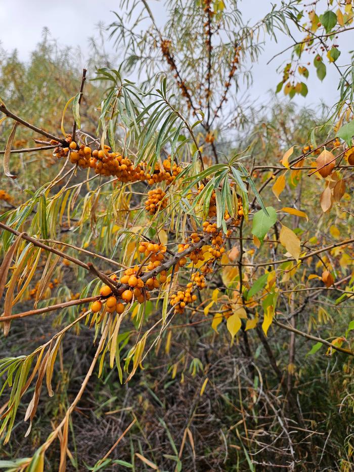Sea buckthorn