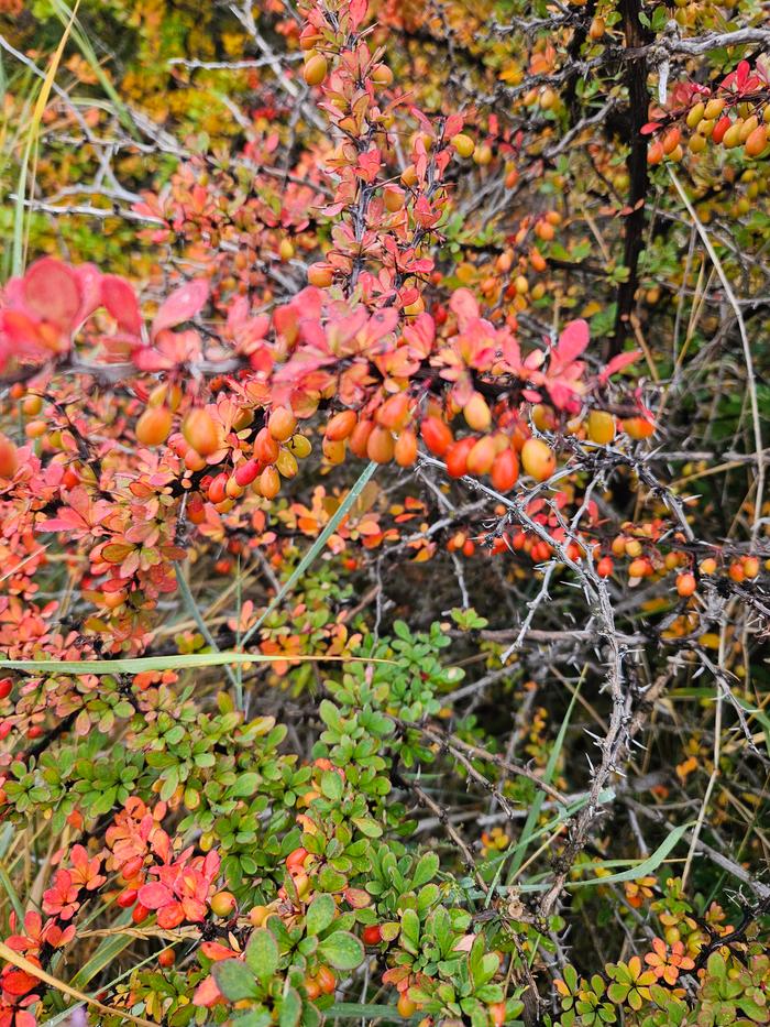 Barberry