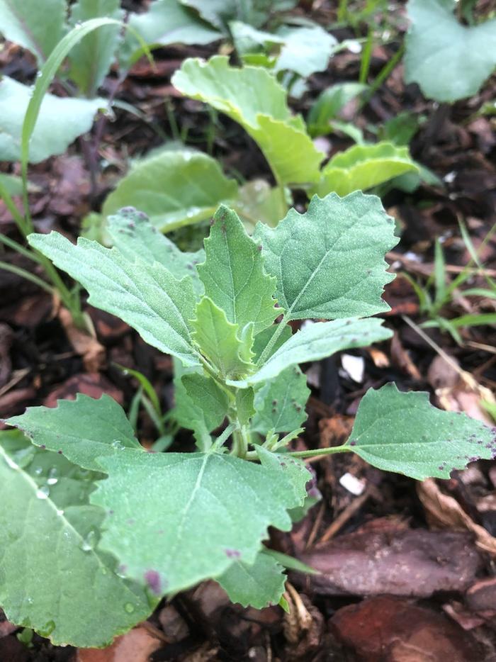 [Thumbnail for 01Lambsquarters.JPG]