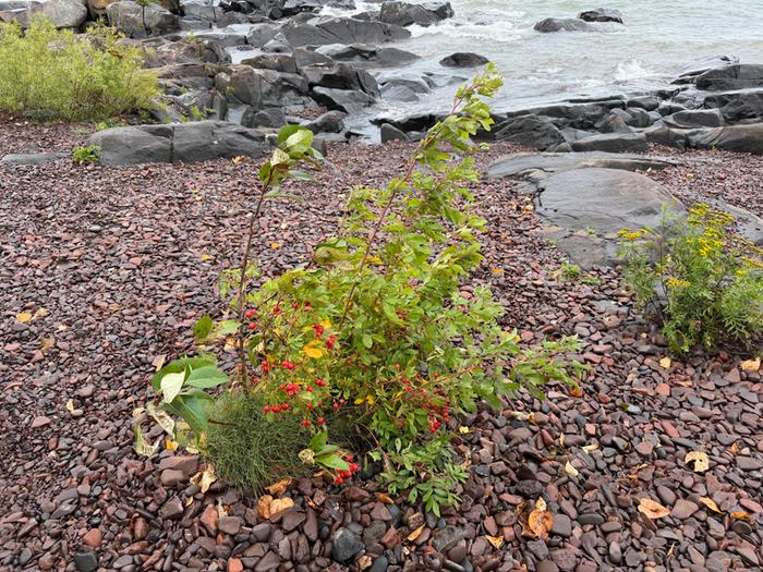 [Thumbnail for 01SwampRose.jpg]