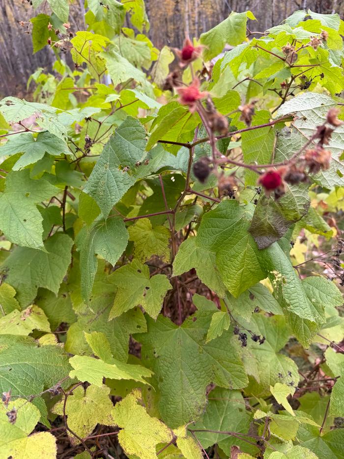 [Thumbnail for 01Thimbleberry.jpg]