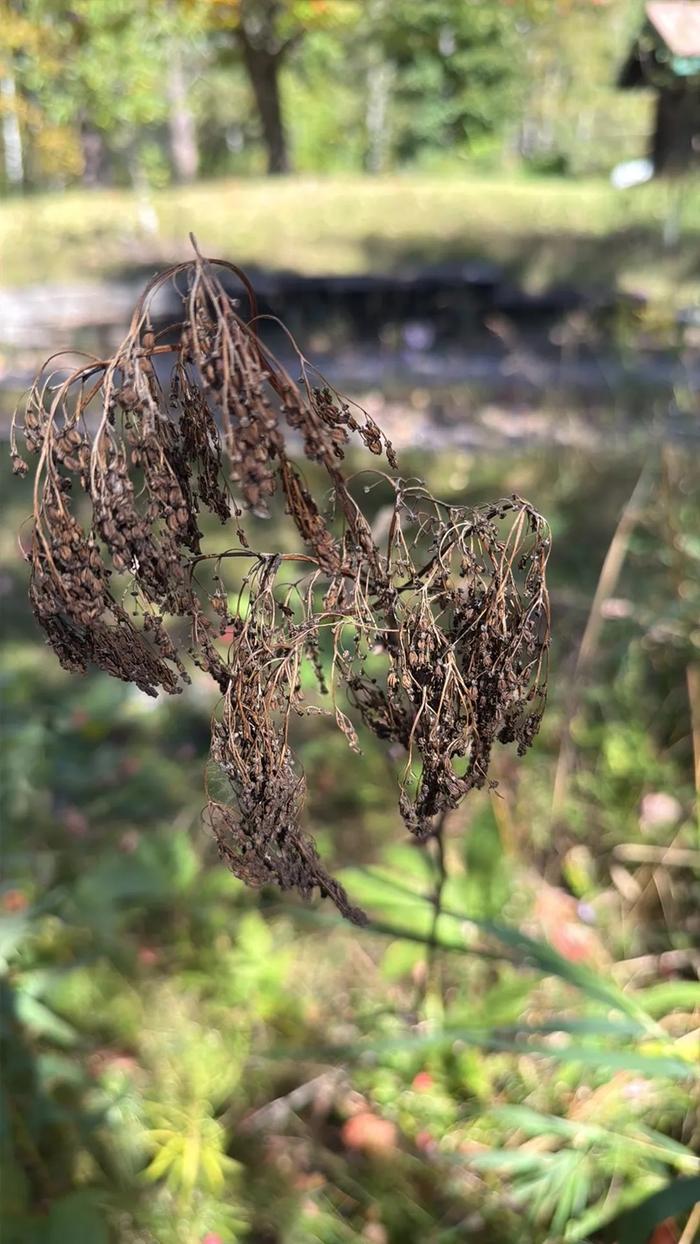 [Thumbnail for 01Woolgrass.JPG]