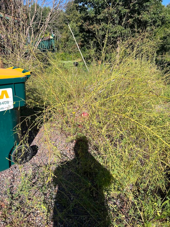 [Thumbnail for 01YellowClover.jpg]