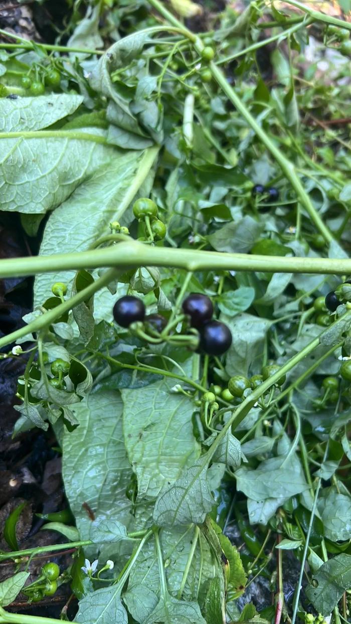 [Thumbnail for 02BlackNightshade.JPG]