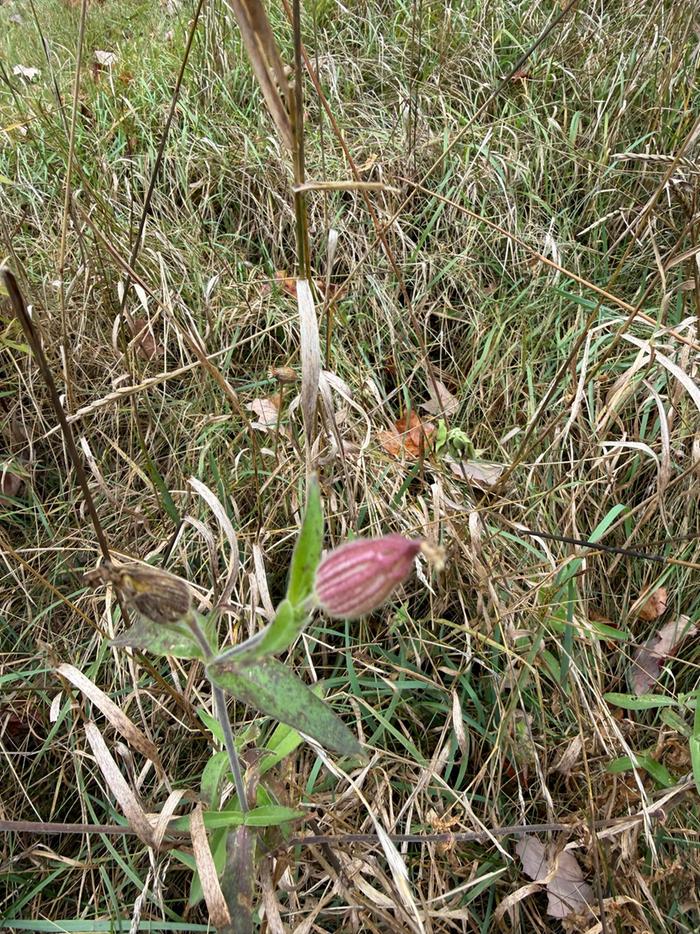 [Thumbnail for 02Campion.jpg]