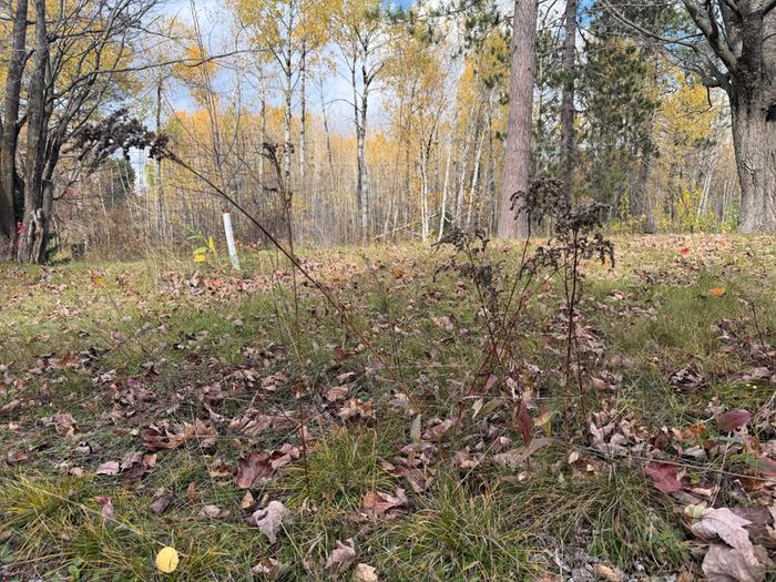 [Thumbnail for 02earlyGoldenrod.jpg]