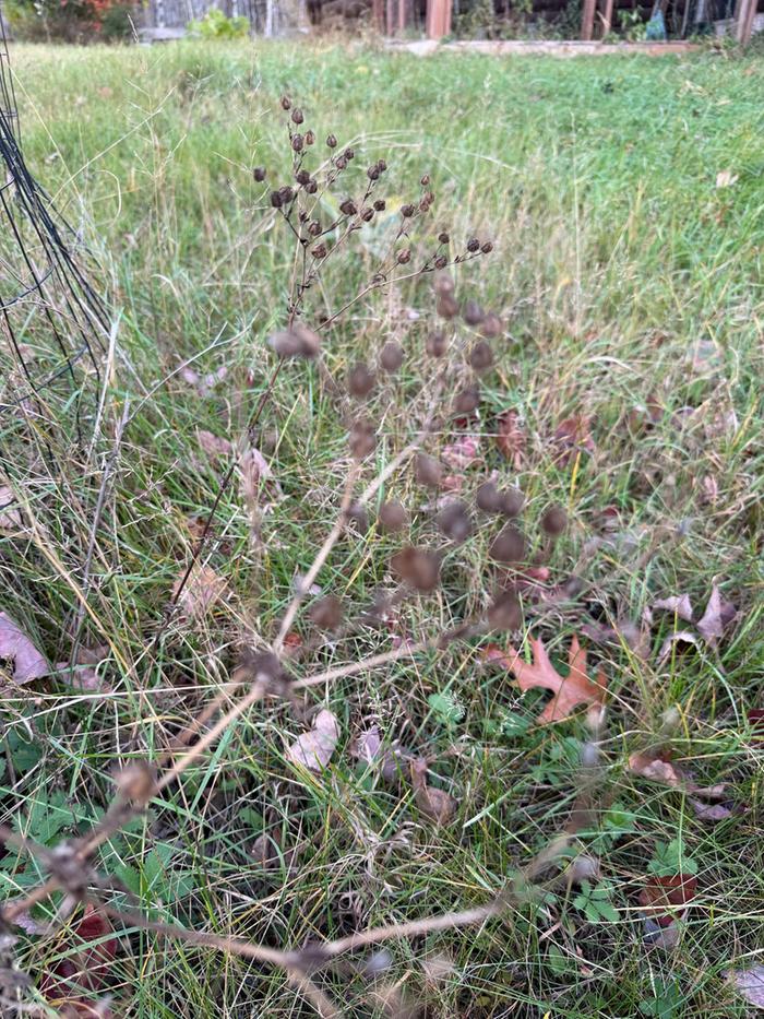 [Thumbnail for 02SulfurCinquifoil.jpg]