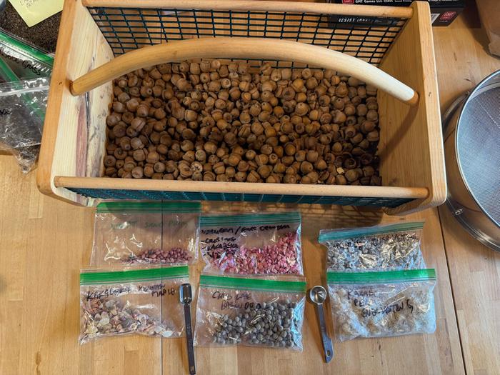 [Thumbnail for 03SavedSeeds.jpg]