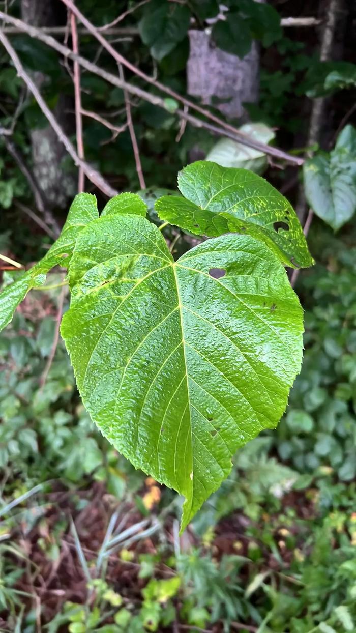 [Thumbnail for 03Basswood.JPG]