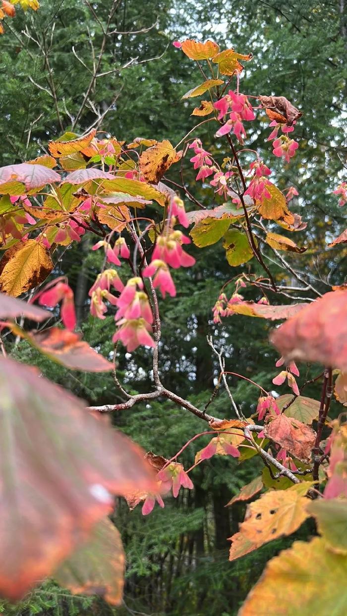 [Thumbnail for 03MountainMaple.JPG]