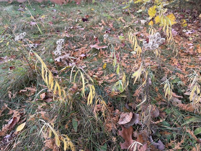 [Thumbnail for 03PearlyEverlasting.jpg]