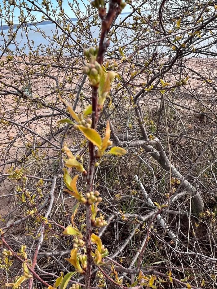 [Thumbnail for 03PinCherry.JPG]