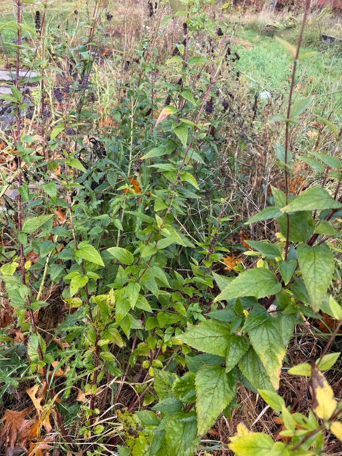 [Thumbnail for 04AniseHyssop.jpg]